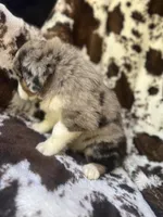 Sherbet Swirl, a female Australian Shepherd for sale in Wayne, WV – 5 of 9