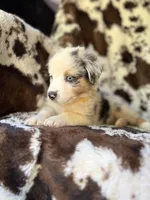Breezeberry, a female Australian Shepherd for sale in Wayne, WV – 2 of 8