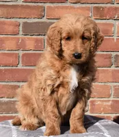 Angie, a female Goldendoodle for sale in Sugar Creek, OH – Photo 5 of 5