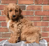 Angie, a female Goldendoodle for sale in Sugar Creek, OH – Photo 4 of 5