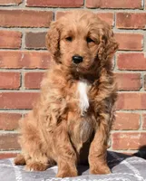 Angie, a female Goldendoodle for sale in Sugar Creek, OH – Photo 1 of 5