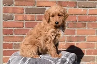 Angie, a female Goldendoodle for sale in Sugar Creek, OH – Photo 2 of 5