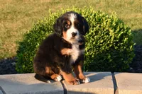Teddy, a male Bernese Mountain Dog for sale in Sugarcreek, OH – 3 of 4