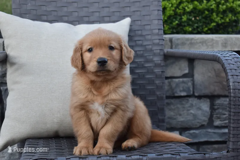 Kyle – Golden Retriever puppy for sale in Sugarcreek, OH