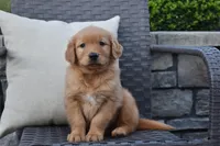 Kyle, a male Golden Retriever for sale in Sugarcreek, OH – 1 of 5