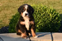 Teddy, a male Bernese Mountain Dog for sale in Sugarcreek, OH – 2 of 4