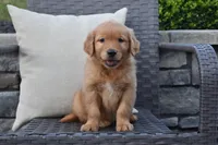 Kyle, a male Golden Retriever for sale in Sugarcreek, OH – 2 of 5