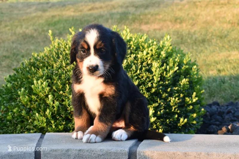 Hailey  – Bernese Mountain Dog puppy for sale in Sugarcreek, OH