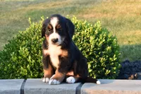 Hailey , a female Bernese Mountain Dog for sale in Sugarcreek, OH – 1 of 5