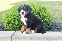Toby, a male Bernese Mountain Dog for sale in Sugarcreek, OH – 2 of 4