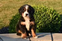 Teddy, a male Bernese Mountain Dog for sale in Sugarcreek, OH – 1 of 4