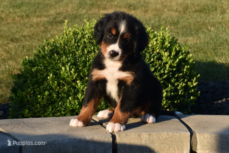Buttons  – Bernese Mountain Dog puppy for sale in Sugarcreek, OH