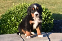 Buttons , a male Bernese Mountain Dog for sale in Sugarcreek, OH – 3 of 5