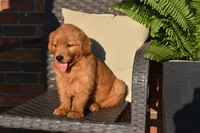 Bo, a male Golden Retriever for sale in Sugarcreek, OH – 4 of 5