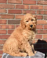 Jaxson, a male Goldendoodle for sale in Sugar Creek, OH – Photo 3 of 4