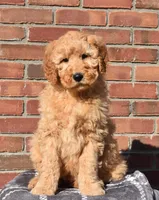 Jaxson, a male Goldendoodle for sale in Sugar Creek, OH – Photo 2 of 4