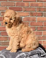 Jaxson, a male Goldendoodle for sale in Sugar Creek, OH – Photo 4 of 4