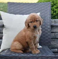 Zeke, a male Golden Retriever for sale in Sugarcreek, OH – 2 of 5