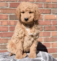 Sadie, a female Goldendoodle for sale in Sugar Creek, OH – Photo 3 of 5