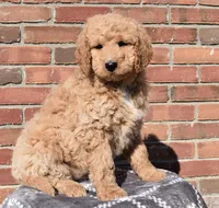 Sadie, a female Goldendoodle for sale in Sugar Creek, OH – Photo 4 of 5