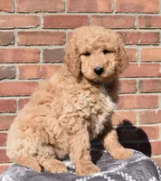 Sadie, a female Goldendoodle for sale in Sugar Creek, OH – Photo 2 of 5