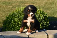 Buttons , a male Bernese Mountain Dog for sale in Sugarcreek, OH – 2 of 5