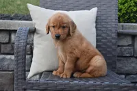 Zeke, a male Golden Retriever for sale in Sugarcreek, OH – 3 of 5