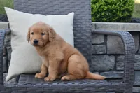 Kyle, a male Golden Retriever for sale in Sugarcreek, OH – 3 of 5