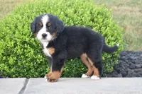 Nova, a female Bernese Mountain Dog for sale in Sugarcreek, OH – 2 of 4