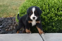 Nova, a female Bernese Mountain Dog for sale in Sugarcreek, OH – 3 of 4