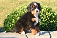 Buttons , a male Bernese Mountain Dog for sale in Sugarcreek, OH – 4 of 5
