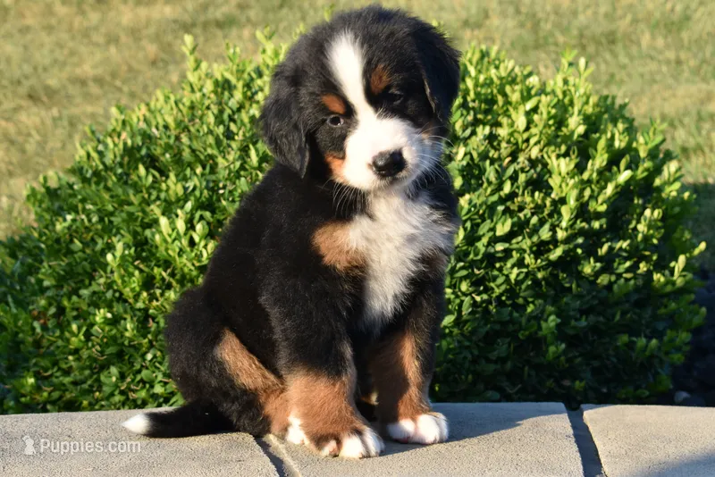 Sam – Bernese Mountain Dog puppy for sale in Sugarcreek, OH