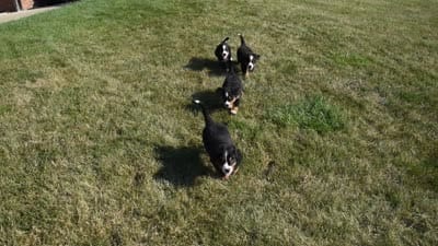 Buster , a male Bernese Mountain Dog for sale in Sugarcreek, OH – 3 of 5