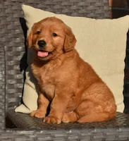 Bo, a male Golden Retriever for sale in Sugarcreek, OH – 2 of 5
