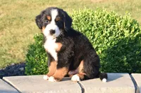 Sam, a male Bernese Mountain Dog for sale in Sugarcreek, OH – 2 of 5