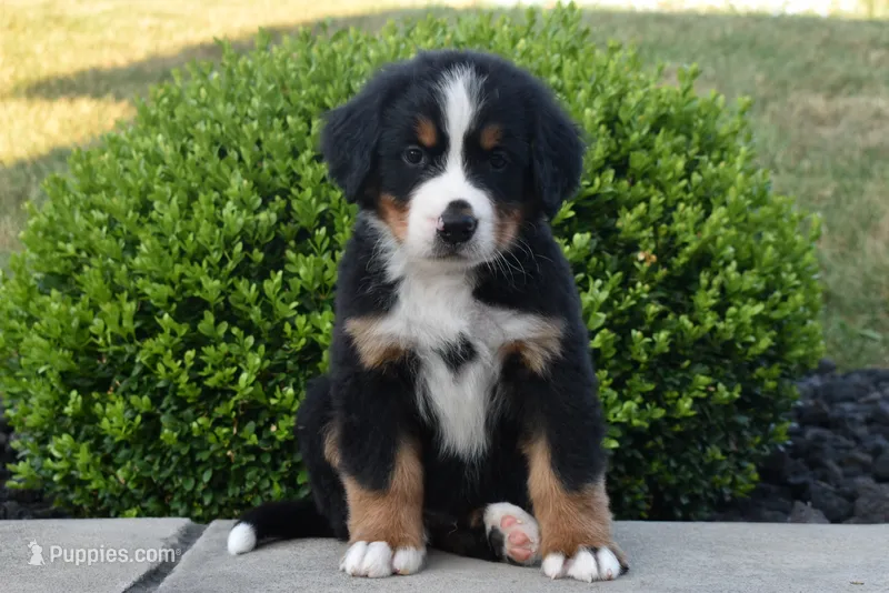 Buster  – Bernese Mountain Dog puppy for sale in Sugarcreek, OH