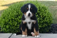 Buster , a male Bernese Mountain Dog for sale in Sugarcreek, OH – 1 of 5