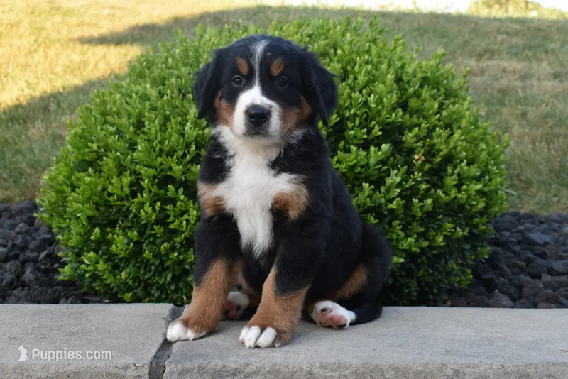 Toby – Bernese Mountain Dog puppy for sale in Sugarcreek, OH