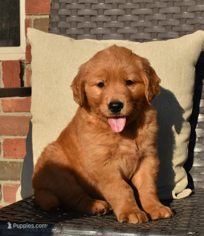 Bo – Golden Retriever puppy for sale in Sugarcreek, OH