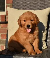 Bo, a male Golden Retriever for sale in Sugarcreek, OH – 1 of 5