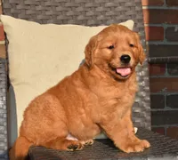 Bo, a male Golden Retriever for sale in Sugarcreek, OH – 3 of 5