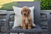 Zeke, a male Golden Retriever for sale in Sugarcreek, OH – 4 of 5