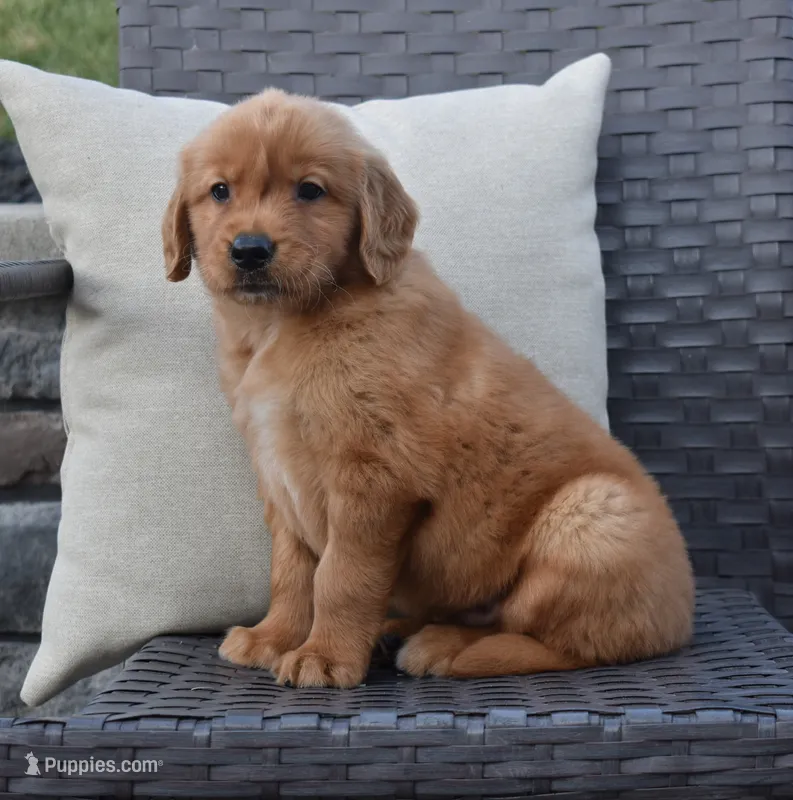 Zeke – Golden Retriever puppy for sale in Sugarcreek, OH