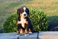 Hailey , a female Bernese Mountain Dog for sale in Sugarcreek, OH – 2 of 5