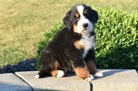 Sam, a male Bernese Mountain Dog for sale in Sugarcreek, OH – 4 of 5