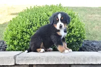 Buster , a male Bernese Mountain Dog for sale in Sugarcreek, OH – 2 of 5