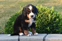 Hailey , a female Bernese Mountain Dog for sale in Sugarcreek, OH – 4 of 5