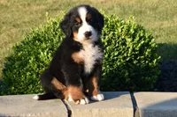 Sam, a male Bernese Mountain Dog for sale in Sugarcreek, OH – 3 of 5