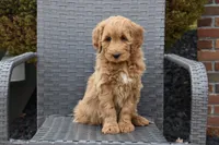 Sophie, a female Goldendoodle for sale in Sugar Creek, OH – Photo 2 of 5