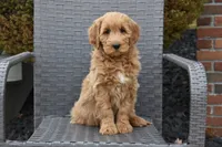 Sophie, a female Goldendoodle for sale in Sugar Creek, OH – Photo 1 of 5